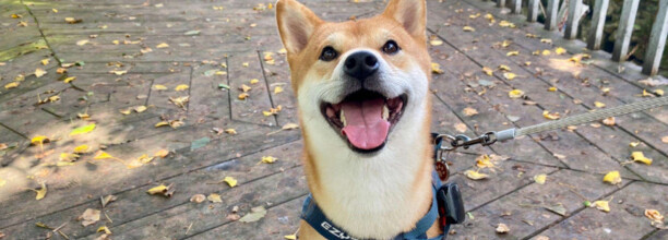 柴犬的六个禁忌-柴犬饲养禁忌