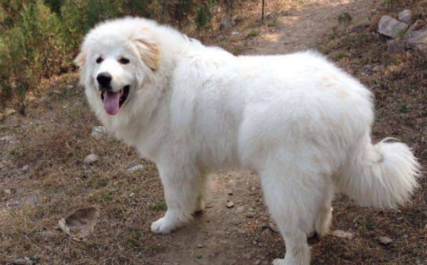大白熊犬好训练吗咋训练-大白熊怎么训练