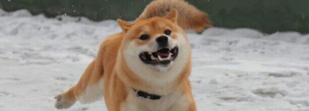 柴犬怕冷吗-柴犬是不是很怕冷