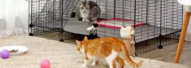 关门小猫一直叫咋办-猫关笼子里一直叫怎么解决