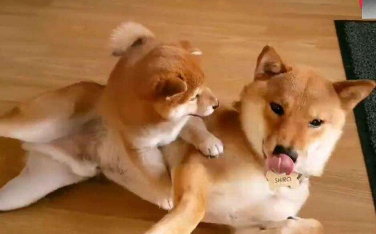 柴犬为什么喜欢钻在床底下-柴犬淘气吗