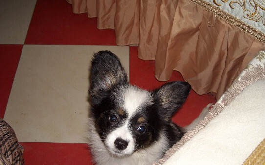 怎样训练蝴蝶犬 怎样训练蝴蝶犬