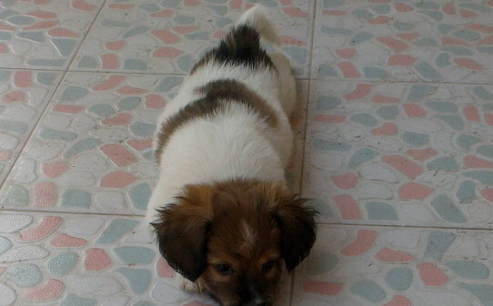 蝴蝶犬怎么训练大小便 蝴蝶犬怎么训练大小便