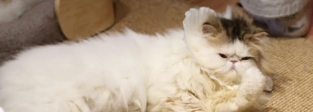 猫猫拉肚子拉稀怎么办