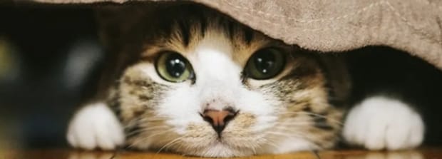 两个月的小猫一天需要玩多久,猫咪一天睡多久是正常的