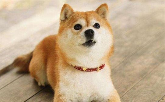 训白柴犬的十句口诀-怎样训练柴犬