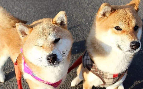 日本柴犬有什么优缺点-日本柴犬的优缺点