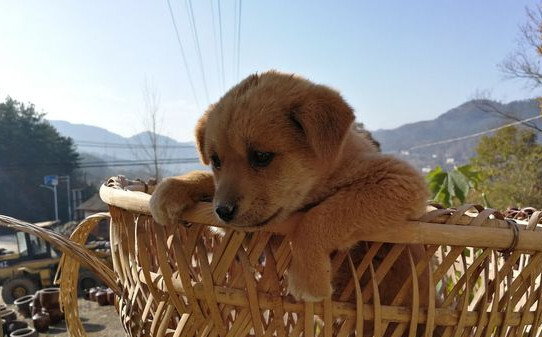 土狗怎么训练大小便,怎样训练土狗 土狗怎么训练大小便,怎样训练土狗