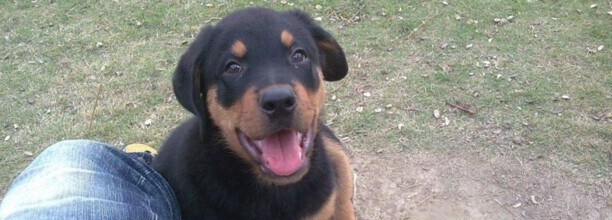 如何训练罗威纳犬-罗威纳训练科目和方法