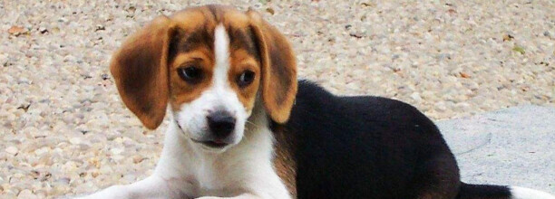 比格犬叫的太厉害怎么让它不叫-如何让比格犬听话
