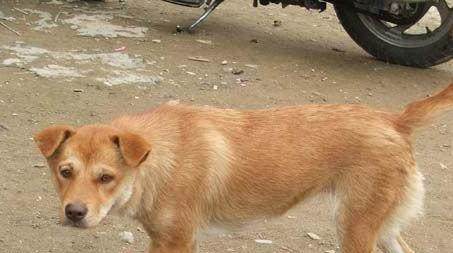 中华田园犬为什么禁养-中华田园犬被禁养的原因