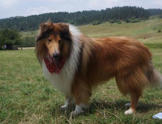 纯种苏格兰牧羊犬-苏格兰牧羊犬能活多少岁 纯种苏格兰牧羊犬-苏格兰牧羊犬能活多少岁