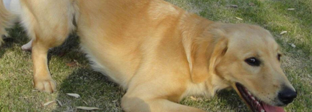 金毛什么时候才会认识主人-金毛犬一生认几个主人
