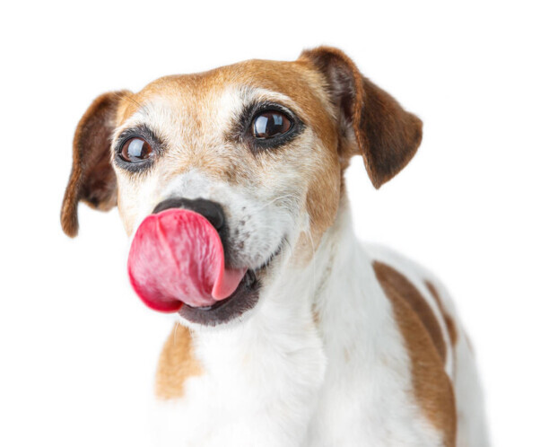 杰克罗素梗犬优缺点-杰克罗素梗晚上不愿意回家什么意思 杰克罗素梗犬优缺点-杰克罗素梗晚上不愿意回家什么意思