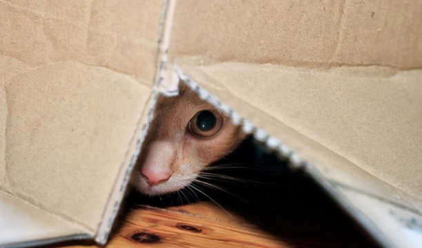 猫走丢了怎么样才能找回来-怎样写寻猫启示