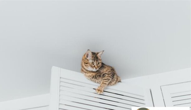 凌晨3一4点猫叫要警惕是什么意思-猫叫一晚上是什么意思