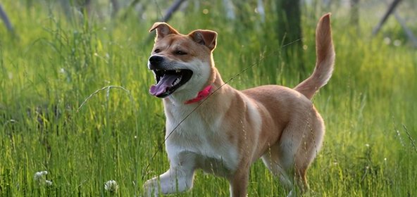 适合独居女生养的护卫犬-家庭护卫犬哪种最好