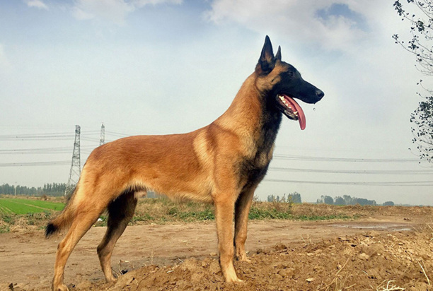 马犬多少钱一只-纯种马犬的价格是多少