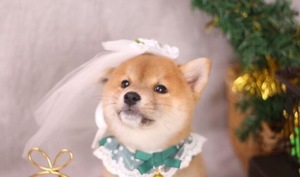 柴犬多少钱一只-白色柴犬和黄色柴犬谁更贵
