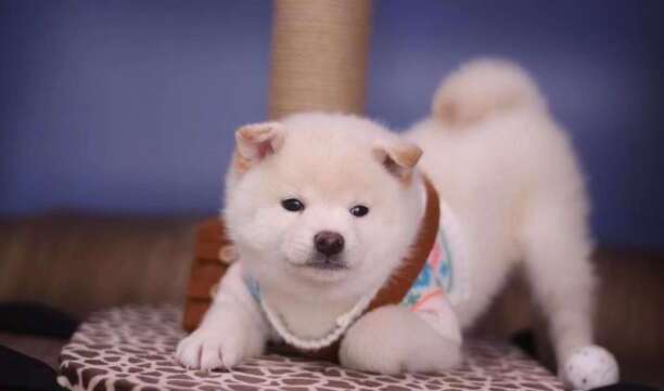 国内柴犬现在多少钱-纯种柴犬白色柴犬价格在3000到3500 国内柴犬现在多少钱-纯种柴犬白色柴犬价格在3000到3500