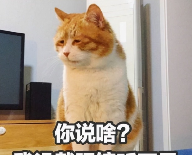 好听的猫咪名字100个-好听的小猫名