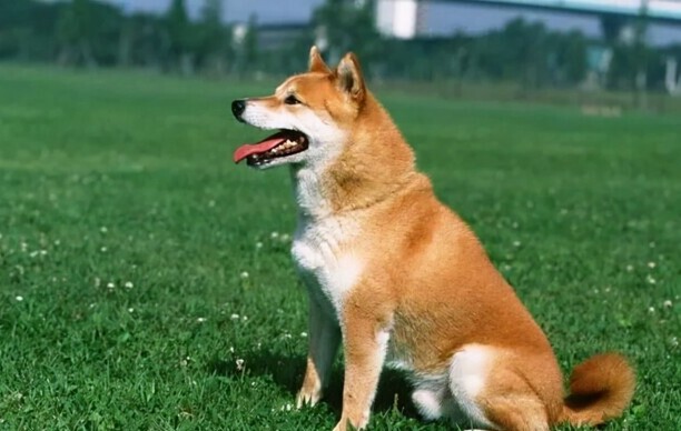 犬瘟有哪些症状？