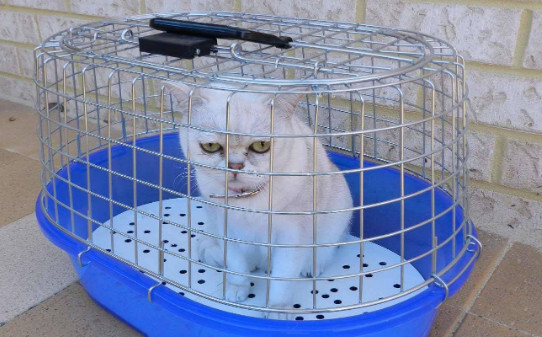 关门小猫一直叫咋办-猫关笼子里一直叫怎么解决