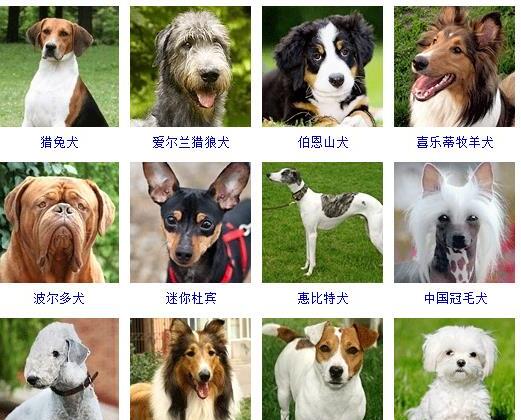 狗的种类有哪些-如何通过照片知道狗狗的品种和名字