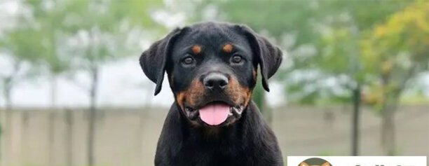 罗威纳犬咬人怎么办-罗威纳为何突然咬人