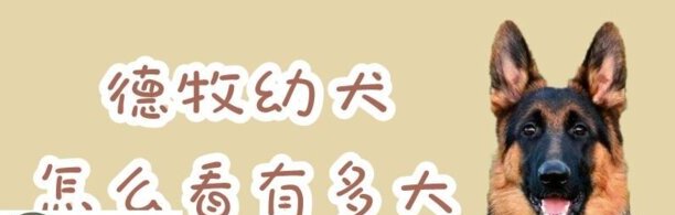 德牧幼犬如何看有多大-教你怎么养好德牧幼犬