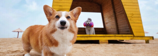 柯基犬有哪些优缺点-柯基突然发疯一样乱跑 柯基犬有哪些优缺点-柯基突然发疯一样乱跑