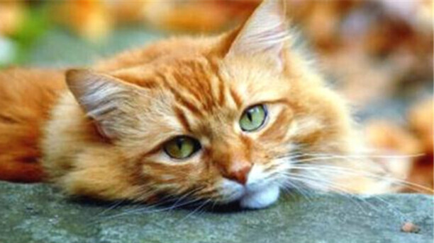 猫走丢了怎么样才能找回来-怎样写寻猫启示
