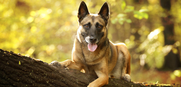 训练马犬的方法大全-马犬训练科目全集教程 训练马犬的方法大全-马犬训练科目全集教程