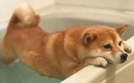 狗狗走丢了一周还认识主人吗-柴犬走丢会认新主人吗