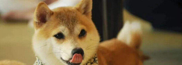 白柴犬如何辨别纯不纯-柴犬幼崽怎么辨别真假