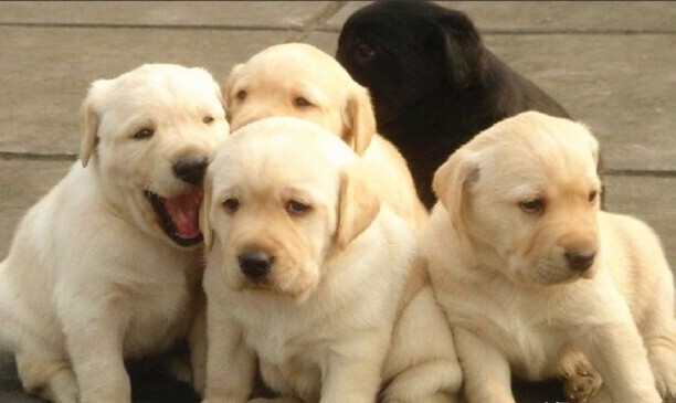 35天拉布拉多幼犬喂养小知识-拉布拉多几个月可以吃干狗粮 35天拉布拉多幼犬喂养小知识-拉布拉多几个月可以吃干狗粮
