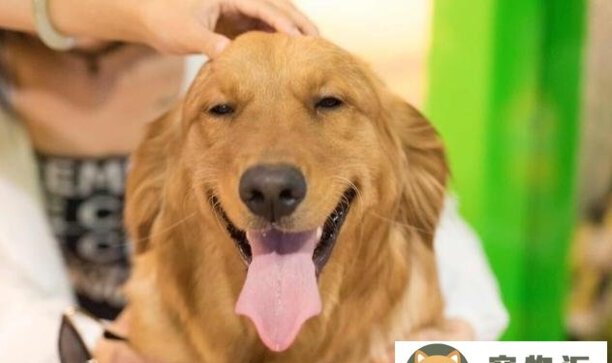 金毛犬小狗如何训练-金毛怎么训练 金毛犬小狗如何训练-金毛怎么训练