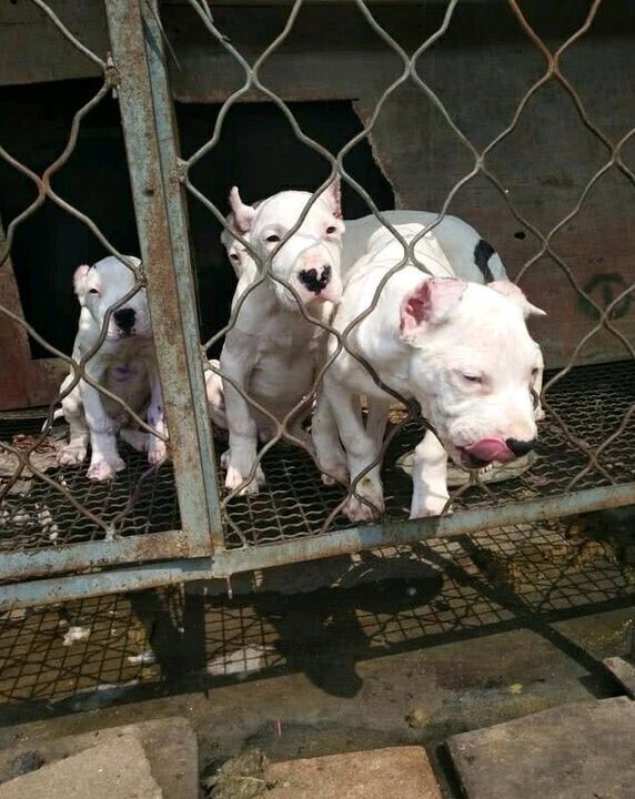 酷姿显摆的杜高犬看上去也别有一番情调、纯种杜高犬养殖基地