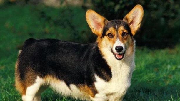 威尔斯柯基犬-卡迪根威尔士柯基智商 威尔斯柯基犬-卡迪根威尔士柯基智商