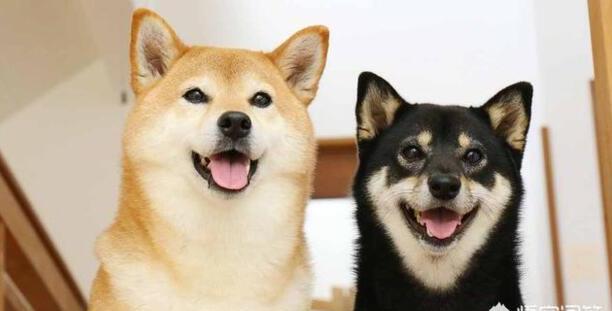 养只柴犬需要注意哪些方面-日本柴犬怎么样养