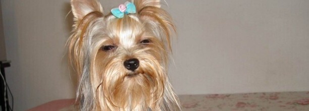 听话不爱叫的小型犬-约克夏不听话能打吗