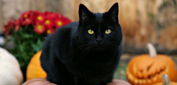 养猫千万不要养黑猫-纯黑猫为什么不建议养