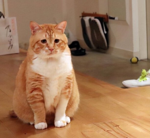 宠物猫的品种价格排行-口碑最好的宠物猫排行榜