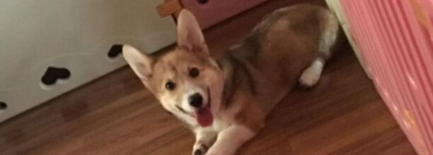 为啥柯基总喜欢卧在门后-柯基犬晚上放哪睡