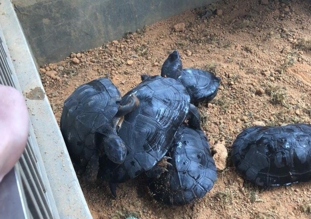 怎么知道种龟怀孕了