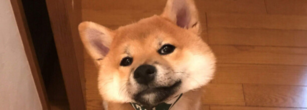 两个月柴犬打他会记仇吗-柴犬为什么越打越不听话