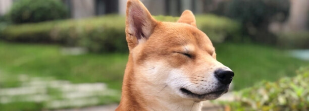 你喜欢狗做宠物吗-柴犬报复主人的表现