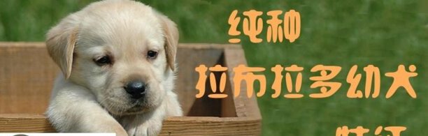 纯种拉布拉多幼犬特征-纯种拉布拉多和不纯的区别