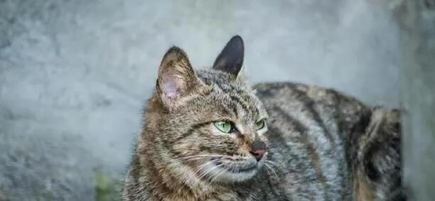 被猫抓了怎么判断没事-猫抓了手指上没出血会不会的狂犬病
