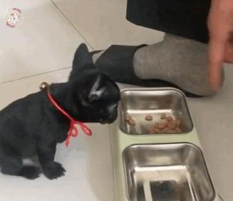 狗狗正确喂食时间表-狗狗正确喂食和遛狗时间